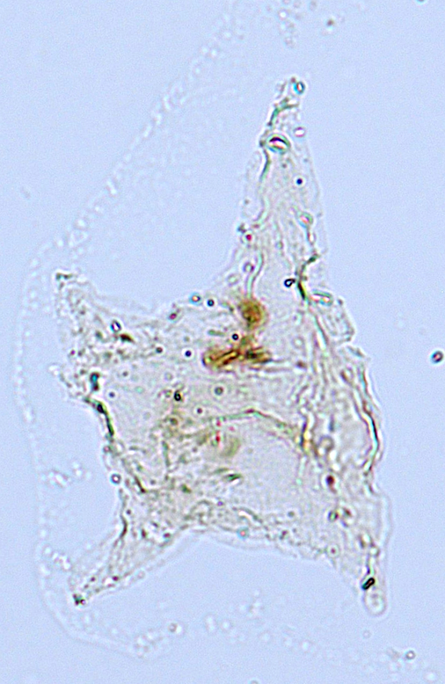 Nyktericysta sibirica Raumkova 2016_holotype.jpg